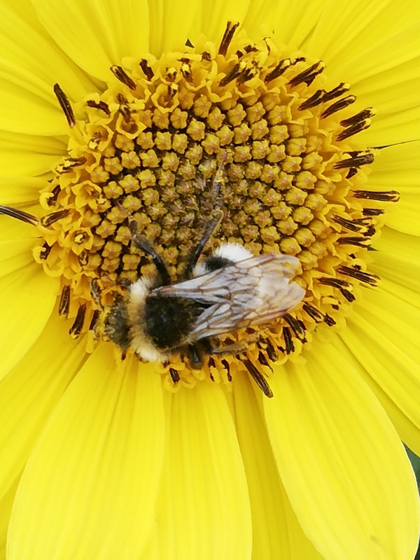 004 Fleissige Hummel